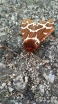 Niedźwiedziówka kaja, niedźwiedziówka nożówka, niedźwiedziówka gosposia (Arctia caja)