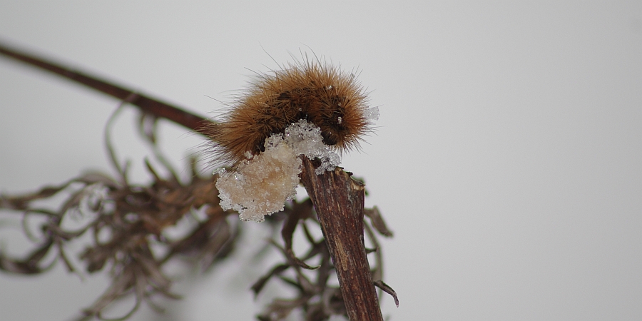 Niedźwiedziówka krasa (Pericallia matronula)