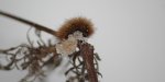 Niedźwiedziówka krasa (Pericallia matronula)