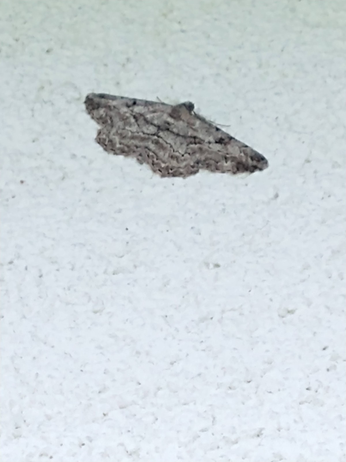 Przylepek kruszyniak (Peribatodes rhomboidaria)