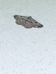 Przylepek kruszyniak (Peribatodes rhomboidaria)