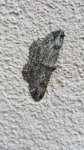 Przylepek kruszyniak (Peribatodes rhomboidaria)