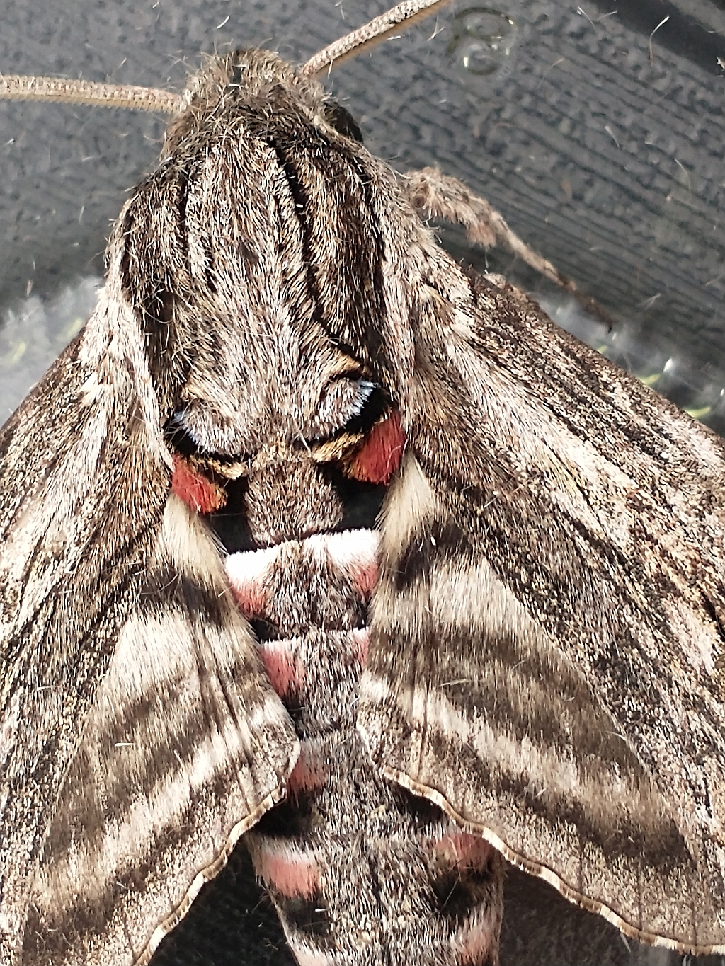Zawisak powojowiec (Agrius convolvuli)