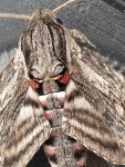 Zawisak powojowiec (Agrius convolvuli)