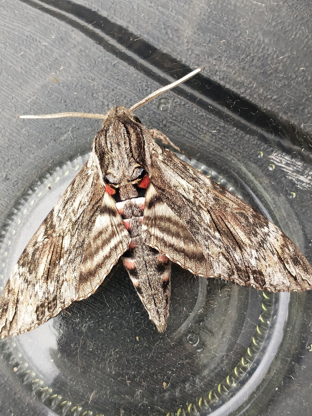 Zawisak powojowiec (Agrius convolvuli)