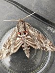 Zawisak powojowiec (Agrius convolvuli)