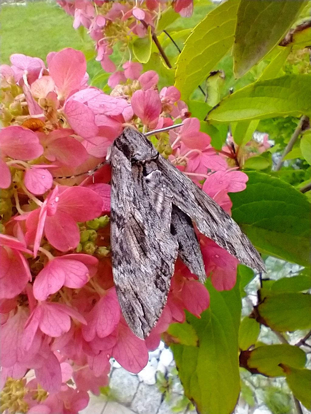Zawisak powojowiec (Agrius convolvuli)