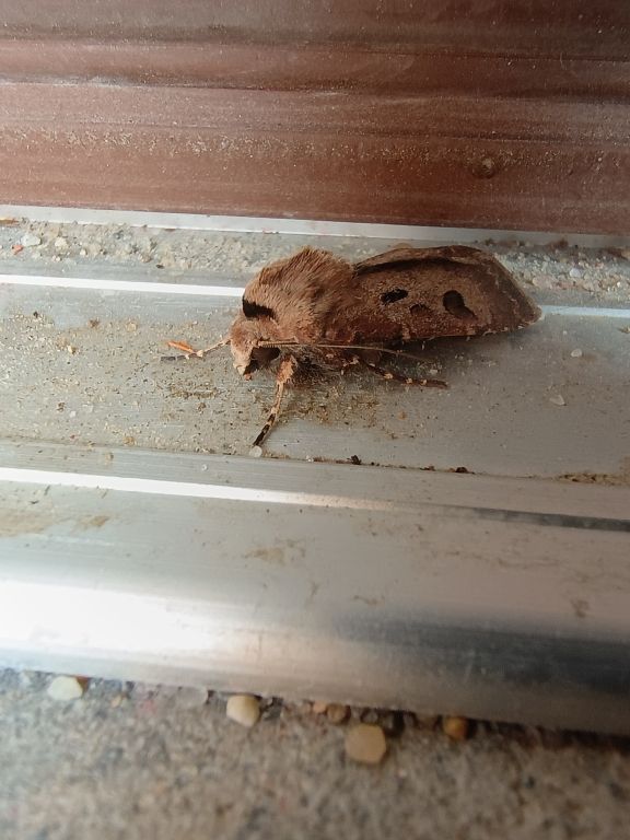 Rolnica czopówka (Agrotis exclamationis)