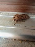 Rolnica czopówka (Agrotis exclamationis)