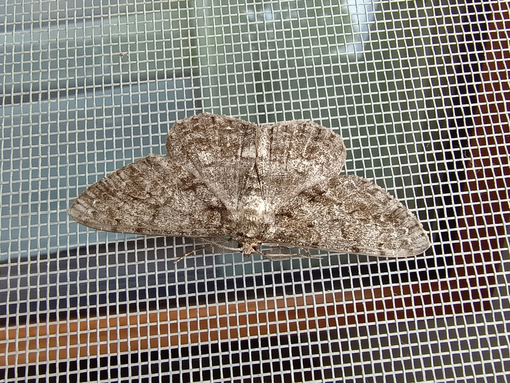 Przylepek kruszyniak (Peribatodes rhomboidaria)