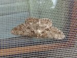 Przylepek kruszyniak (Peribatodes rhomboidaria)