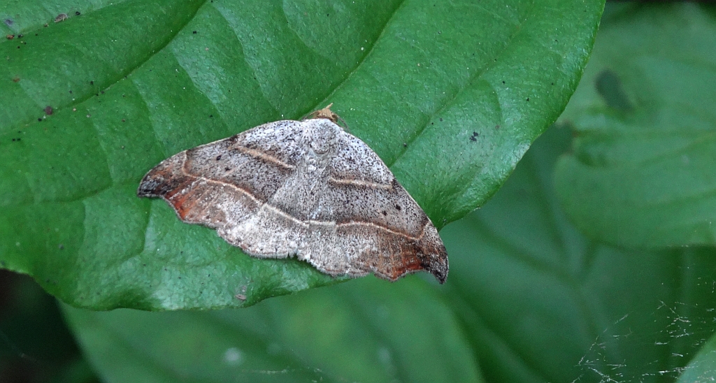 Wycinka dwojaczka (Watsonalla binaria)