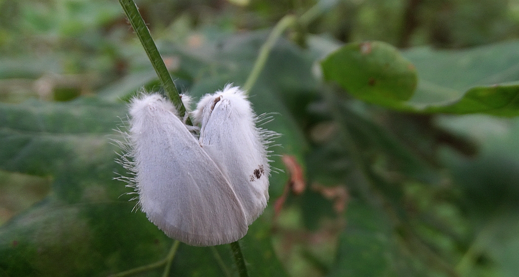 Kuprówka złotnica (Euproctis similis)