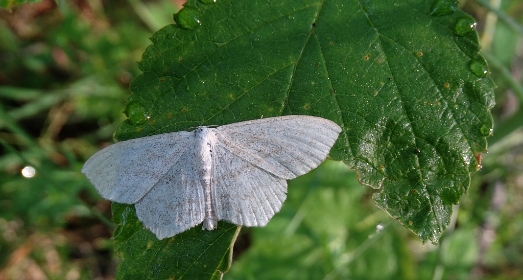 Wątlak gajowiak (Scopula nemoraria)