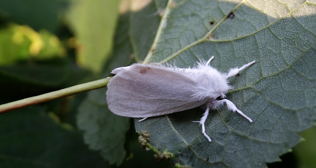 Kuprówka złotnica (Euproctis similis)