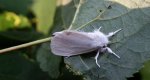 Kuprówka złotnica (Euproctis similis)