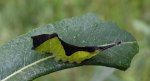 Widłogonka siwica (Cerura vinula)