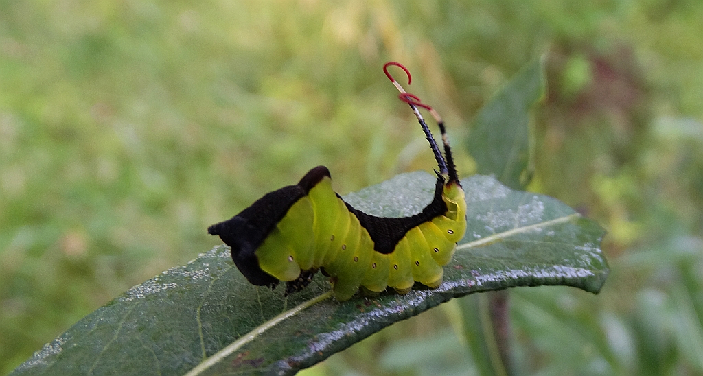 Widłogonka siwica (Cerura vinula)