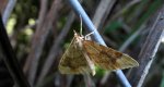 Nacinek topolowiak (Eulithis populata)