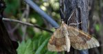 Nacinek topolowiak (Eulithis populata)