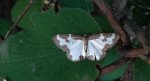 Plamiec nabuczak (Lomaspilis marginata)