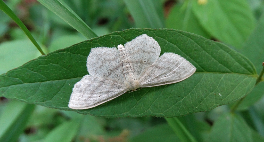 Wątlak czarnokropek (Scopula nigropunctata)