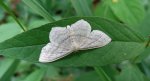 Wątlak czarnokropek (Scopula nigropunctata)