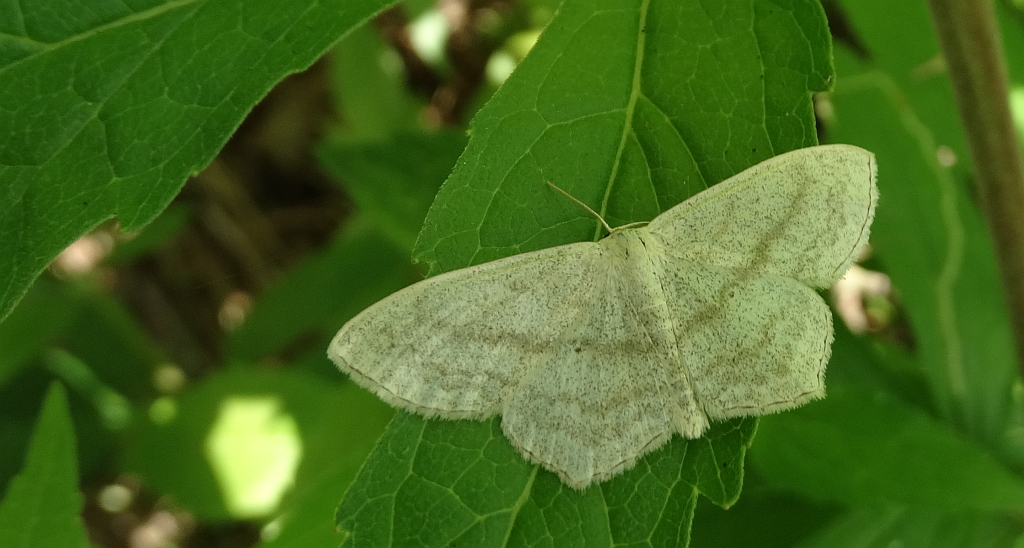 Wątlak czarnokropek (Scopula nigropunctata)