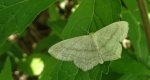 Wątlak czarnokropek (Scopula nigropunctata)