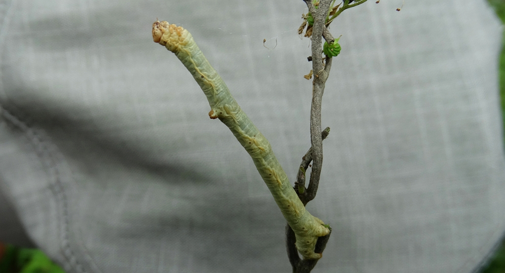 Przylepek nakropek (Hypomecis punctinalis)