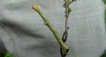 Przylepek nakropek (Hypomecis punctinalis)