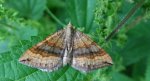 Paśnik komosiak (Scotopteryx chenopodiata)