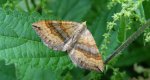 Paśnik komosiak (Scotopteryx chenopodiata)