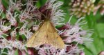 Endotricha flammealis