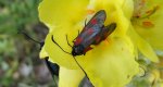 Kraśnik pięcioplamek (Zygaena trifolii)