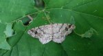 Witalnik choiniak (Macaria signaria)