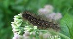 Sadzanka rumienica (Phragmatobia fuliginosa)