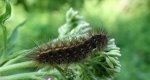 Sadzanka rumienica (Phragmatobia fuliginosa)