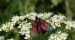 Kraśnik pięcioplamek (Zygaena trifolii)