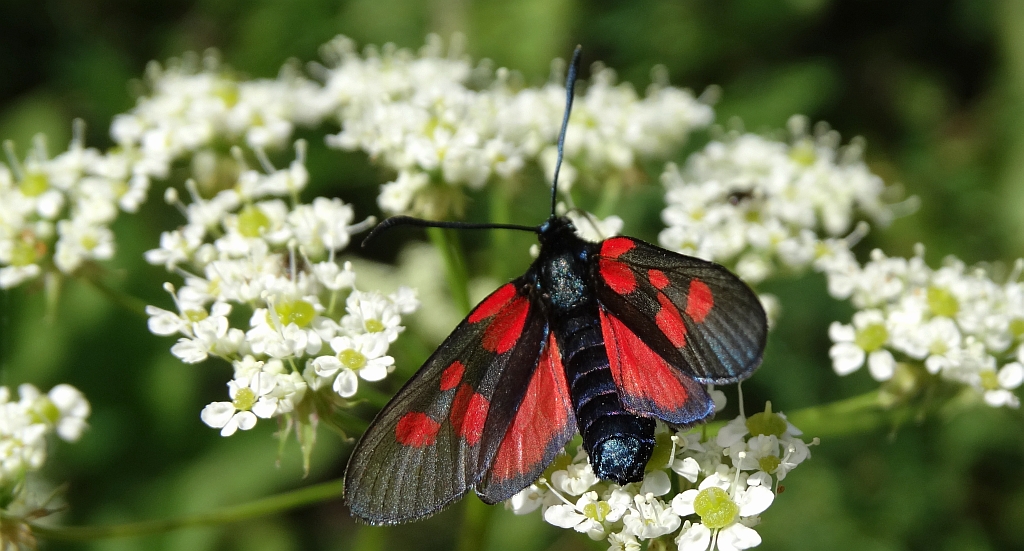 Kraśnik pięcioplamek (Zygaena trifolii)