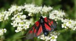 Kraśnik pięcioplamek (Zygaena trifolii)