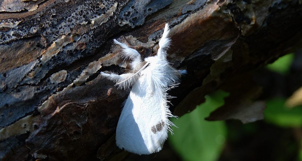 Kuprówka złotnica (Euproctis similis)