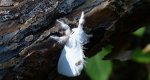 Kuprówka złotnica (Euproctis similis)