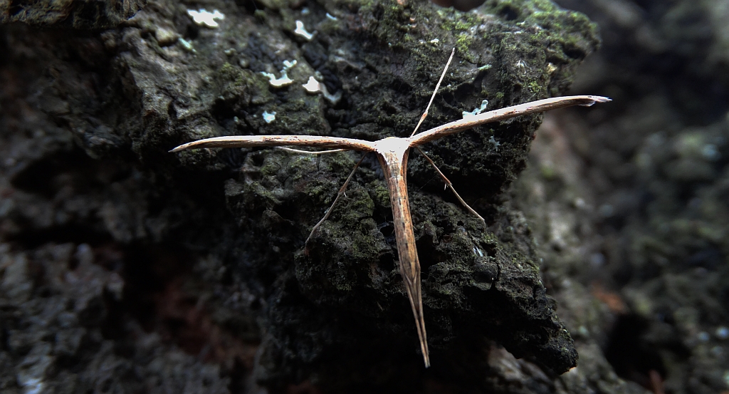 Piórolotek zwyczajny (Emmelina monodactyla)