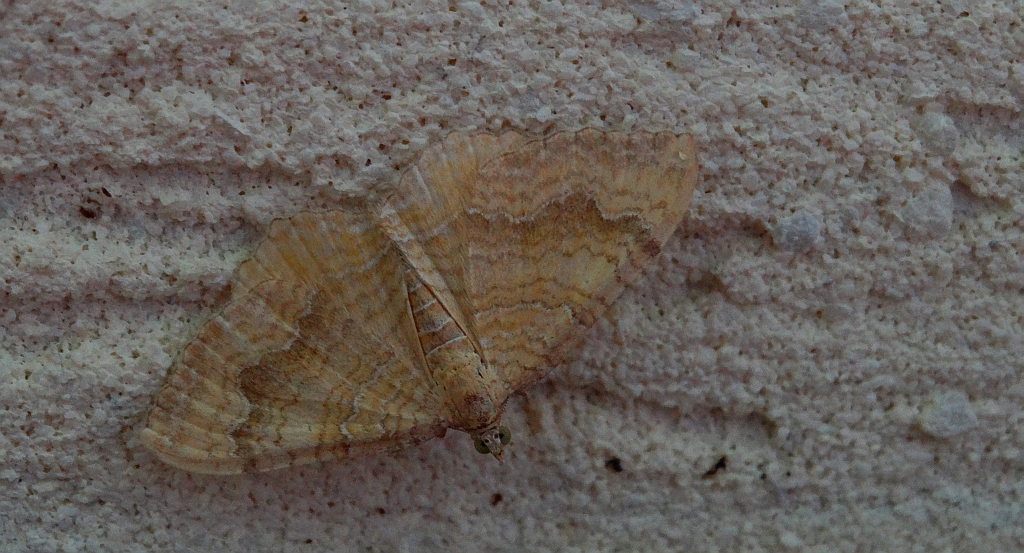 Paśnik goździeniak (Camptogramma bilineata)