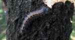 Narożnica zbrojówka (Phalera bucephala)