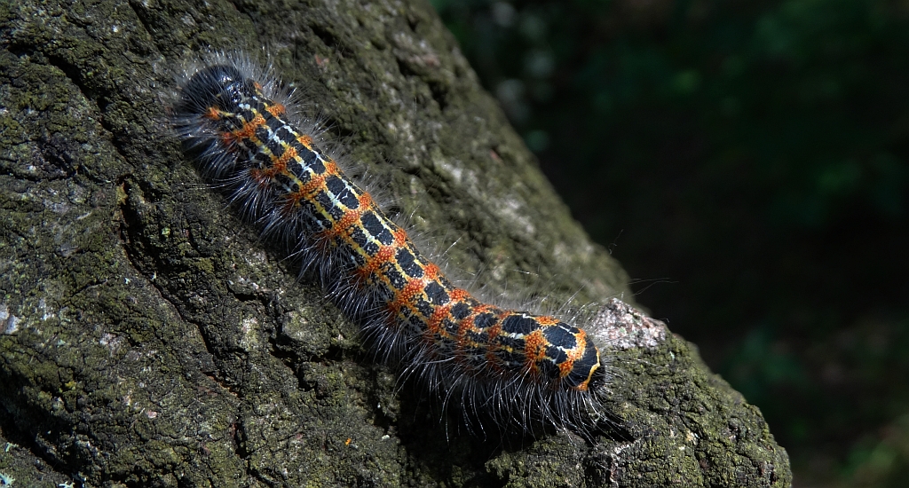 Narożnica zbrojówka (Phalera bucephala)