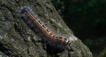 Narożnica zbrojówka (Phalera bucephala)