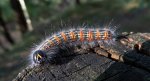 Narożnica zbrojówka (Phalera bucephala)