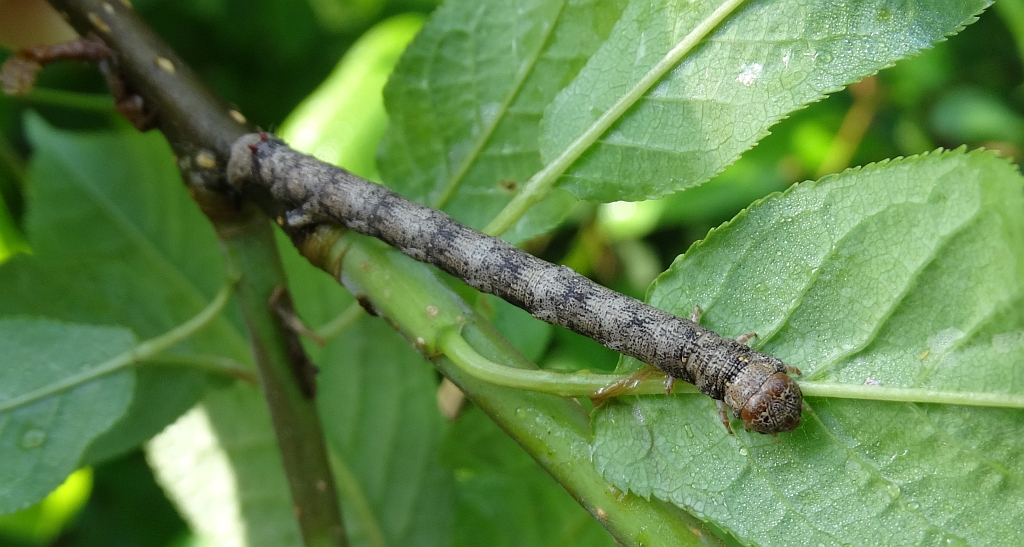 Mrzonka pierzak (Colotois pennaria)